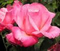 Falling in Love Hybrid Tea 2006 Large classically shaped buds open to shades of warm pink