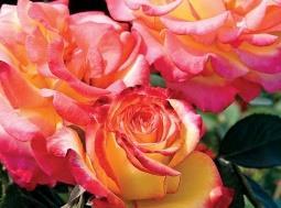 DeeLish Hybrid Tea 2014 Deep pink, non-fading blooms have a strong fragrance, and great
