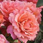 Double Delight Hybrid Tea 1977 AARS Winner The red and ivory color alone is a winner, but