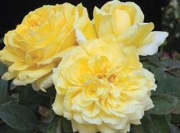 Gina Lollobridida Hybrid Tea 1990 Light yellow flowers, loaded with petals, and