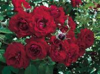 Neil Diamond Hybrid Tea 2015 This tall, eye catching rose, pink and white striped,