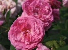 Heavy petaled, with classic form makes a great cut flower.