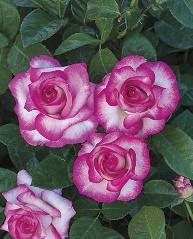Miss All American Beauty Hybrid Tea 1968 Hardy, beautiful rose, with deep pink,