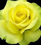 first to bloom in the spring, this bright yellow rose with a strong fragrance is sure