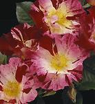 its strong fragrance. Eden Large Flowered Climber 1987 Heavily petaled white-pink flowers. Slight fragrance.
