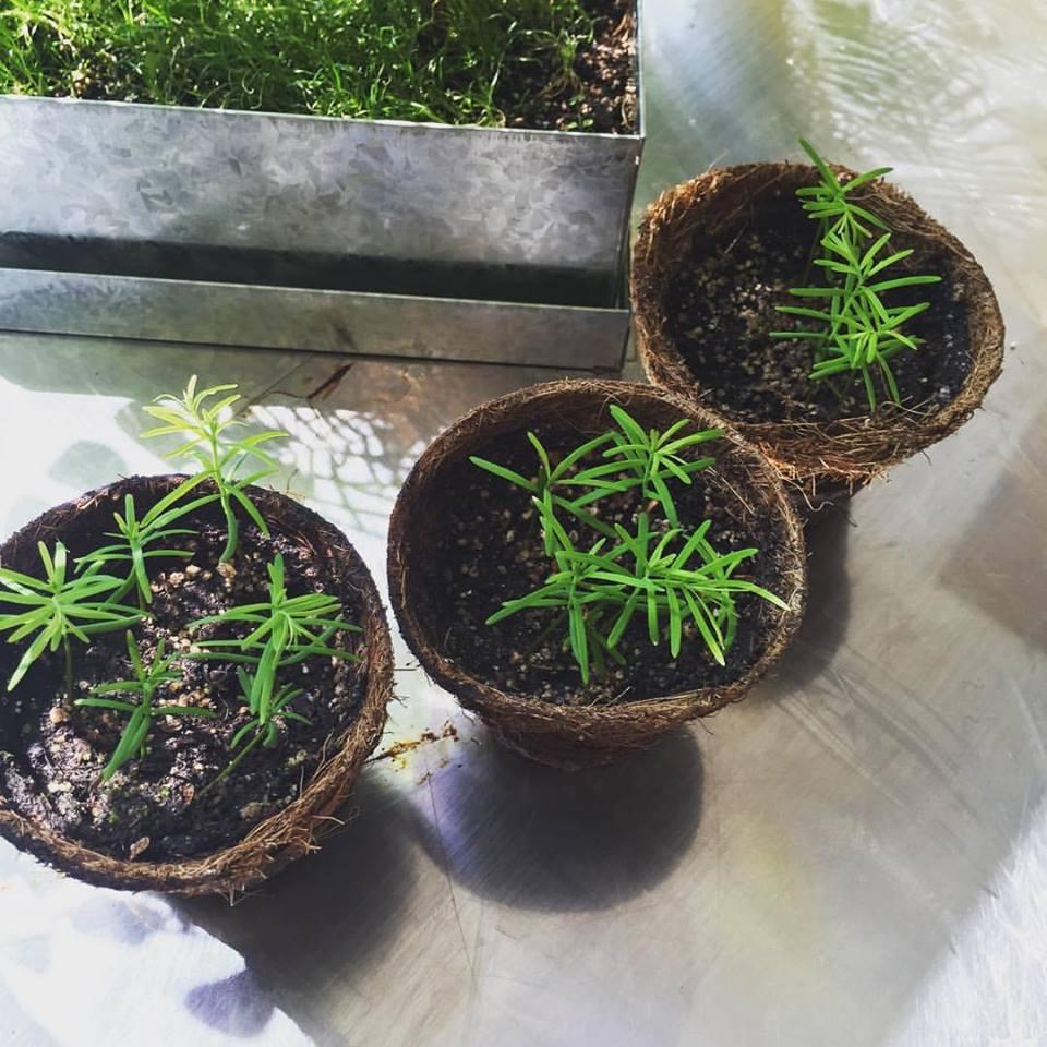 Transplanting: My advice to most people is to cut the