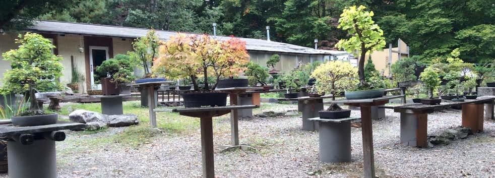 SUMMER 2016 AUTUMN ROSADE BONSAI NEWSLETTER # THREE2016 Stay Tuned for our Celebration of Autumn Colors September September 3 Saturday Indoor Bonsai September 14 Wednesday All Day Workshop September