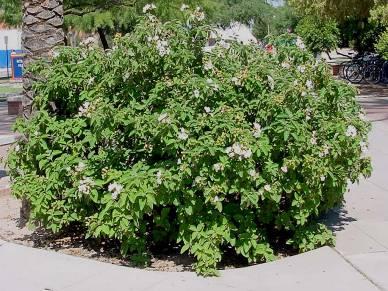 When shrubs require continuous pruning, consider removal