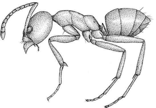 Pestec Fact Sheet: Ants General Facts: Argentine ants are the most common species of ant that invades buildings. Ants have four life stages: egg, larva, pupa (cocoon), and adult.