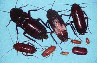The three most common species of cockroaches which invade buildings are the American cockroach, the Oriental cockroach, and the German cockroach.
