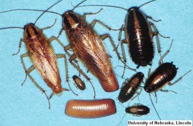 Adults have wings and will occasionally fly, although they prefer to run. Oriental cockroach adults are dark brown to black, usually with a greasy sheen to their bodies.