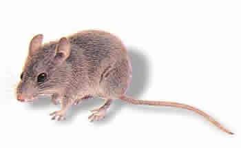 Pestec Fact Sheet: Mice General Facts: The house mouse has a small, slender body reaching between 5 and 8 inches in length and weighing about a ½ ounce.