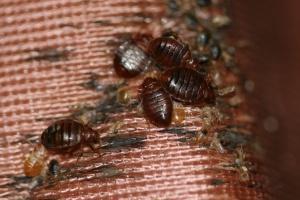 Why the Common Bed Bug is Considered a Pest Bed bugs primarily feed on humans but will also attack birds and other mammals.