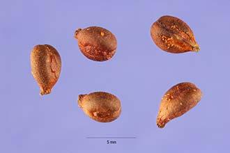 (Options: Seed or Vegetative): Figure 4: Vitis riparia seeds (Picture credit (Hurst, 2009) Product Type (options: Container (plug), Bareroot (field grown), Plug + (container field grown hybrids,