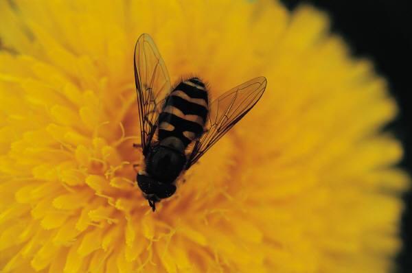 Pollination Information