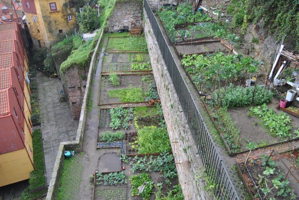 Allotment plots on vacant land in the dense urban fabric of Porto, Portugal, photo by: