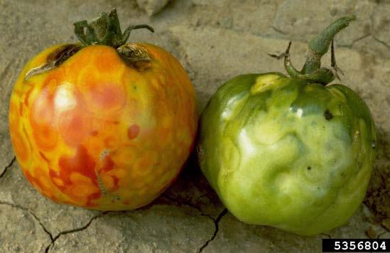 Management: resistance, seed treatment, sanitation, avoid tobacco use Tomato spotted wilt (virus: tomato spotted wilt virus, TSWV) can cause significant losses in tomatoes.