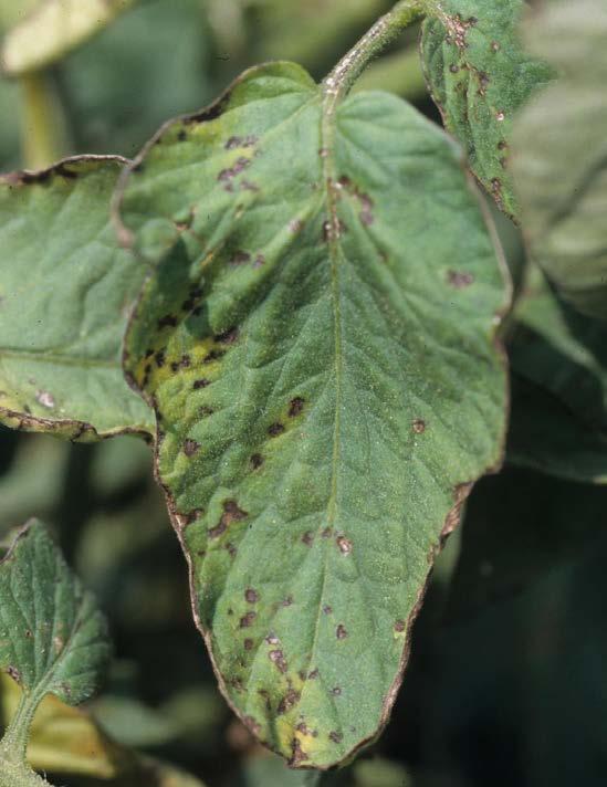 Bacterial canker (bacterium: Clavibacter michiganensis subsp. michiganensis) can be a significant disease in tomatoes grown in the greenhouse.