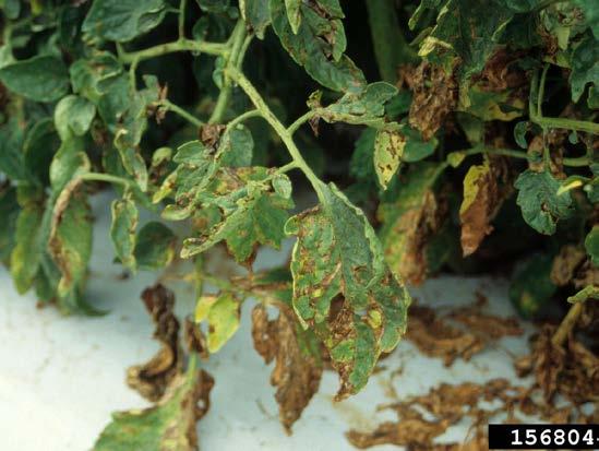 damage or destruction). Dead foliage may remain on the plant. Lesions on leaflets may also develop a shot-hole appearance in which the center of the lesion falls out of the leaflet.