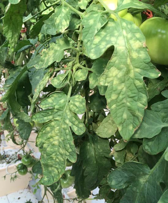 enclosed structures, but it occasionally occurs in field-grown tomatoes. High humidity and moderate temperatures favor disease development. The pathogen can survive on crop residue.