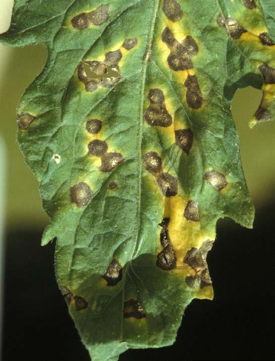 easily diagnosed in the field if the characteristic signs of this pathogen are present.