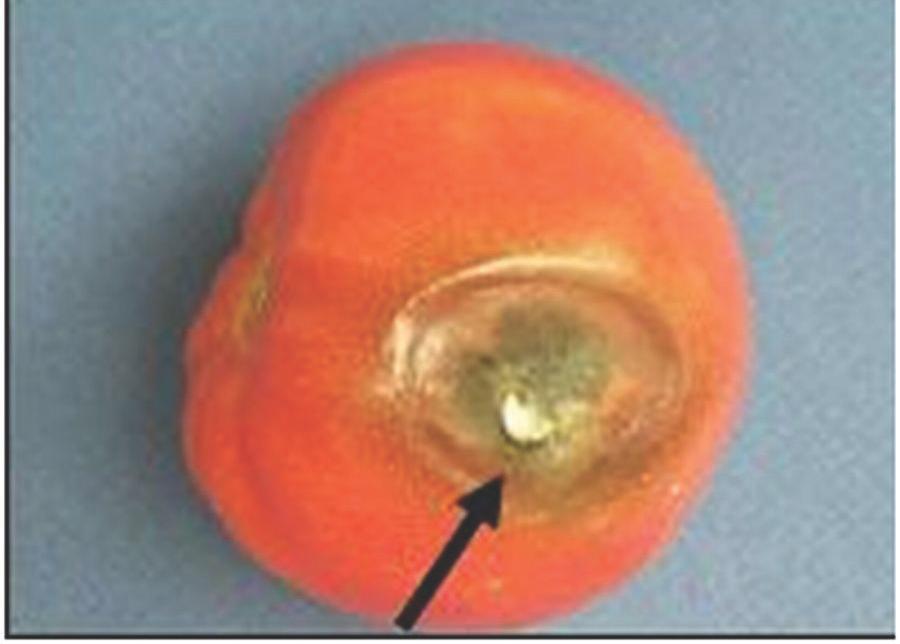 have lost their gel due to a severe internal bruise (Figure 11) are likely to develop internal blackspot. This disease usually does not spread from fruit to fruit in boxes.