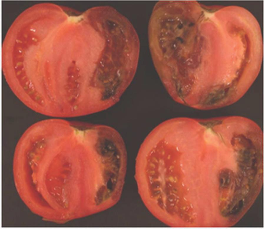 Fruit lesions are small, dark brown spots that enlarge and split open as the fruit ripens.