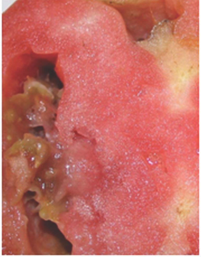 Phoma rot (Phoma destructiva) begins at the blossom end of fruit as sunken black spots with water-soaked edges and dark-centered rings, similar in appearance to buckeye rot.