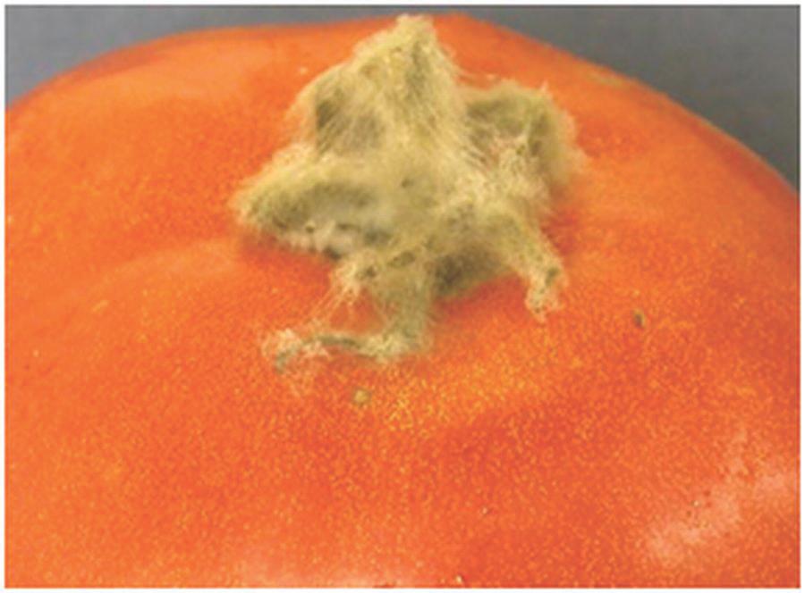 Gray mold (Botrytis fruit rot) is rarely observed among field-grown tomatoes in Florida, although it is the major decay of fresh market tomatoes produced in cool, humid Mediterranean climates such as