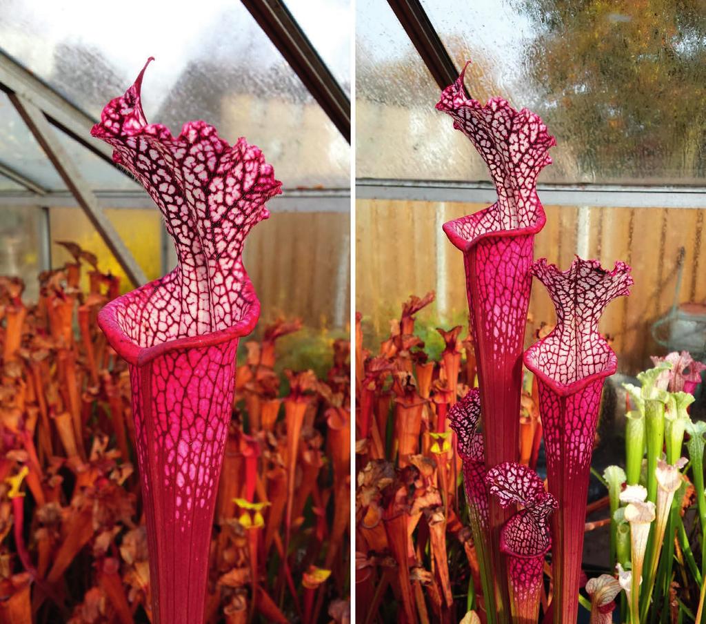 Submitted: 29 November 2016 Sarracenia leucophylla Dionne Sarracenia leucophylla Dionne is selected because of its intense coloration (Fig. 2).