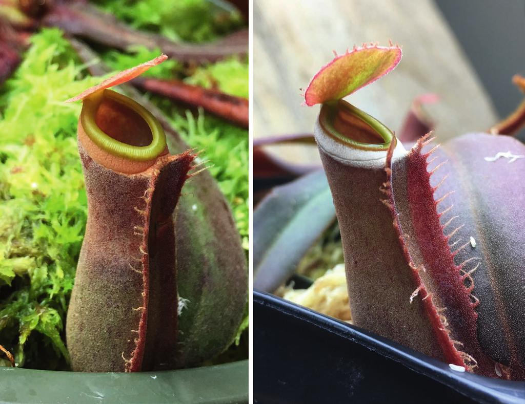 Submitted 7 December 2016 Nepenthes Mangomarginata I germinated a batch of Nepenthes albomarginata seeds in May 2014 from Sumatra, Indonesia and one plant stood out from the rest.