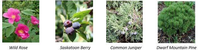 Q: What is the difference between a shrub and a perennial?