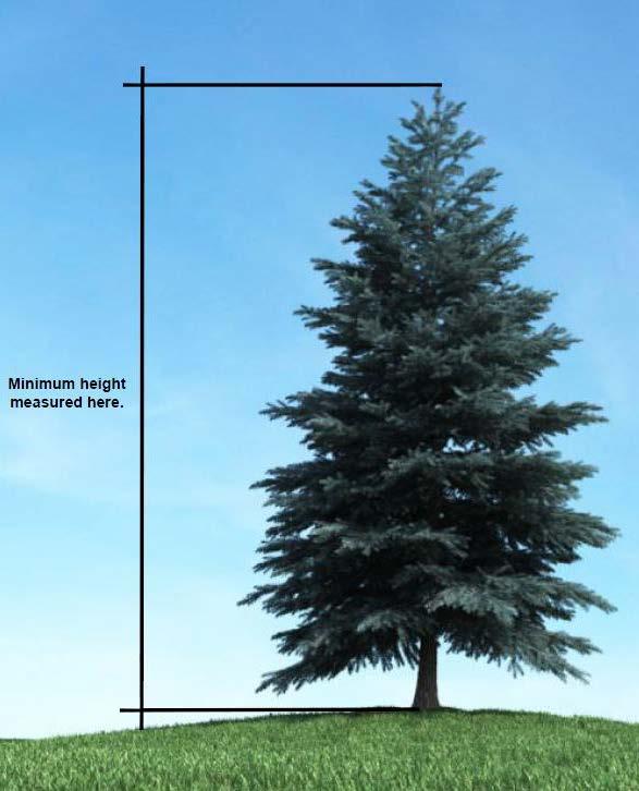 See your community s Architectural Guidelines for the minimum deciduous tree width requirements. Q: What is a coniferous tree?