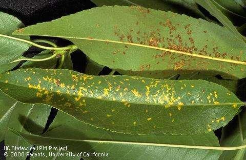 Possible treatments: 1. Rust Post- Harvest Fall Treatments for 2. Alternaria? Fungal Control Recommended Options: 1.