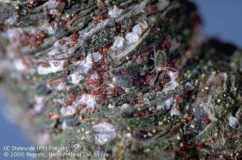 Dormant Spur Sampling of Almonds Brown mite eggs Identification tip: Brown mite
