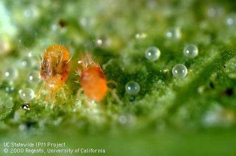 Observations of Other Pests Spider mites Identification tip: The overwintering female mites are red or orange colored