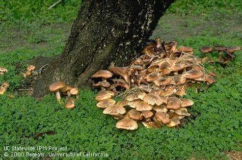 Observations of Other Pests Armillaria root rot (oak root fungus) Identification tip: In the
