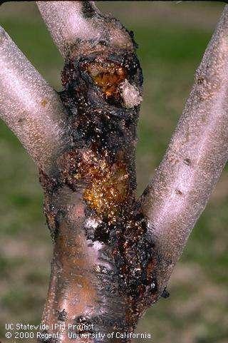 Observations of Other Pests American plum borer larvae bore in scaffold crotches of young trees.