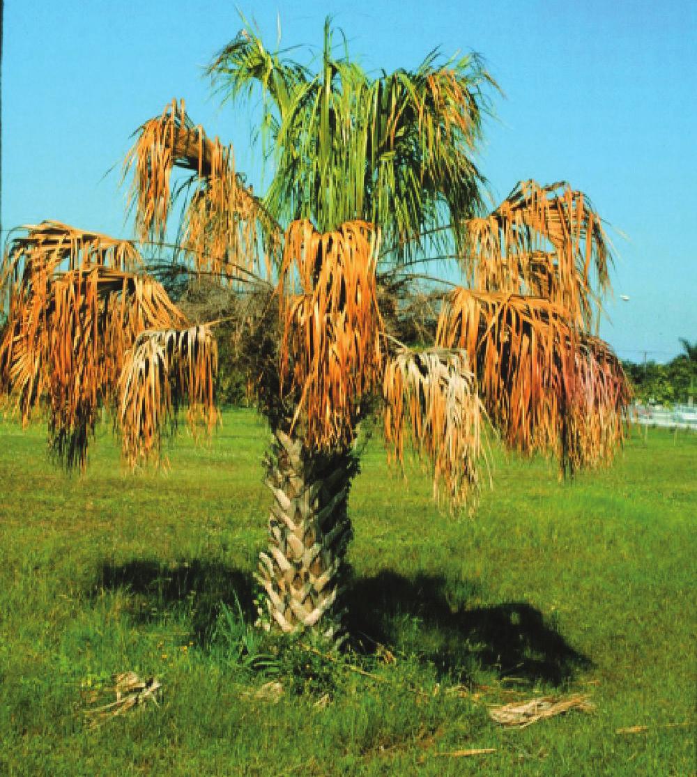 palm trunks and stumps, but they are present simply as saprobes (fungi that live off dead plant material). All palms are assumed to be susceptible to this disease.
