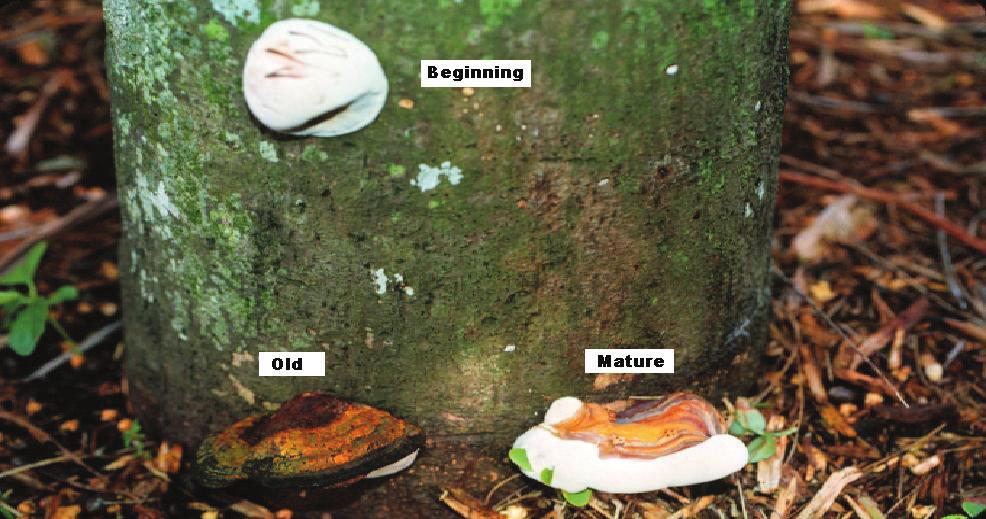 The fungus first degrades lignin and then cellulose. As the fungus destroys the palm wood internally, the xylem (water-conducting tissue) will eventually be affected.