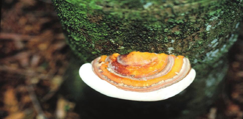 Figure 4. Basidiocarp (conk) of Ganoderma zonatum. Note glazed reddish-brown top surface and white undersurface.