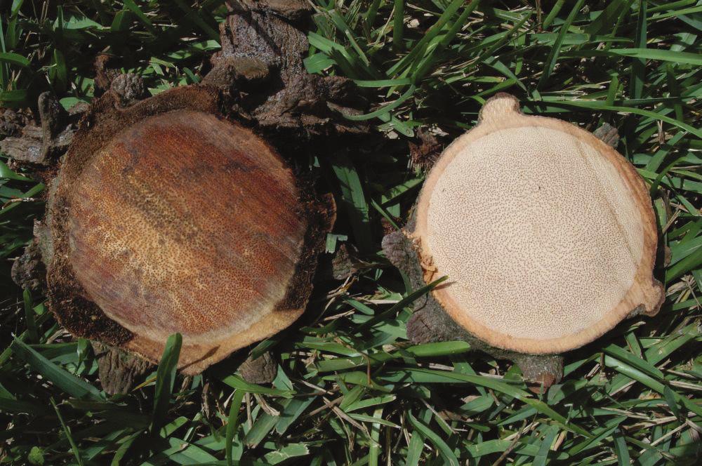 L. Elliott, UF/IFAS Figure 6. Comparison of pygmy date palm sections that are either healthy (right) or diseased (left) with Ganoderma zonatum. Credits: M.L. Elliott, UF/IFAS Conks of G.