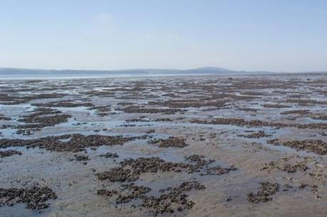 Inter-tidal habitat a change in landscape from improved pasture/cultivated land to saltmarsh accretion will allow for