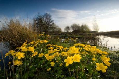 enhanced wetland landscape rich in biodiversity 130ha mosaic of