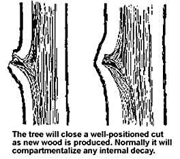 Two areas of the cambium, the bark ridge at the junction of two limbs, and the branch collar function to