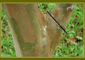 A Natural Target Cut A natural target cut leaves the branch bark ridge and branch collar on the tree without leaving a stub.