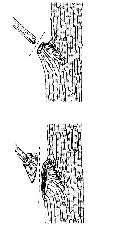 Flush Cuts Flush Cuts are pruning cuts that originate inside the branch bark