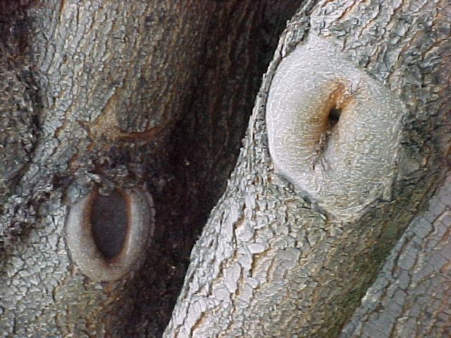 Healing Response to Pruning Natural target cuts start to seal over quickly as woundwood, sometimes called callus, forms at the wound edges (callus forms first and becomes
