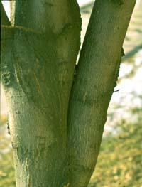 Included Bark Sometimes the bark where two branches meet turns in instead of out, forming a seam of included bark
