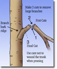 The three-step cutting method: 1. Undercut one-third of the way up through the branch one or two feet out from the trunk to prevent bark stripping. 2. Cut down and remove limb.
